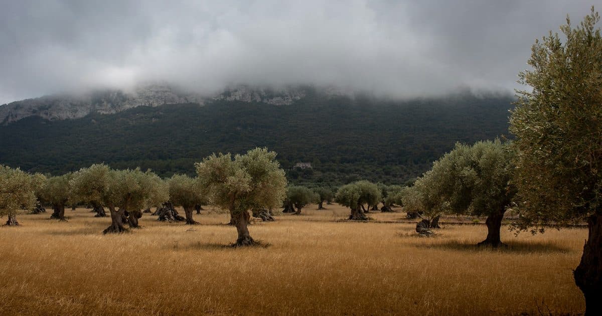 Olivos en un campo de secano con montañas al fondo